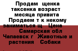 Продам  щенка таксенка возраст 2 месяца привита. Продаем т.к некому заниматься щ › Цена ­ 2 000 - Самарская обл., Чапаевск г. Животные и растения » Собаки   